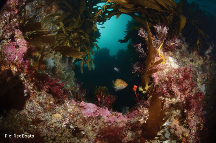 RedBoats at the OZDive Show and OZTek Advanced Diving Conference - Boat Charters