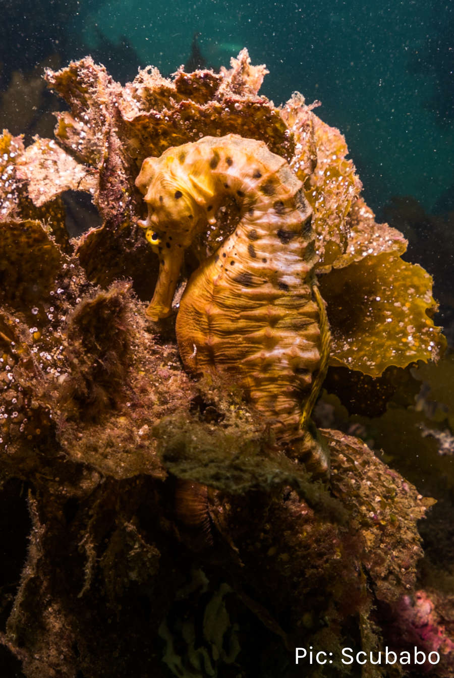 Scubabo at the OZDive Show and OZTek Advanced Diving Conference